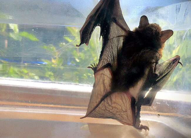 Why Bat Removal is So Important for Both Humans and These Creatures